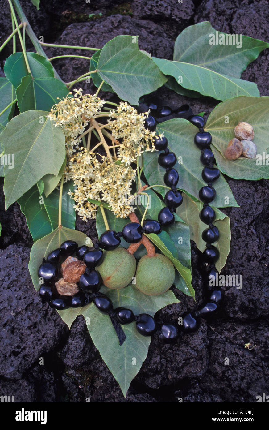 Kukui nut hires stock photography and images Alamy