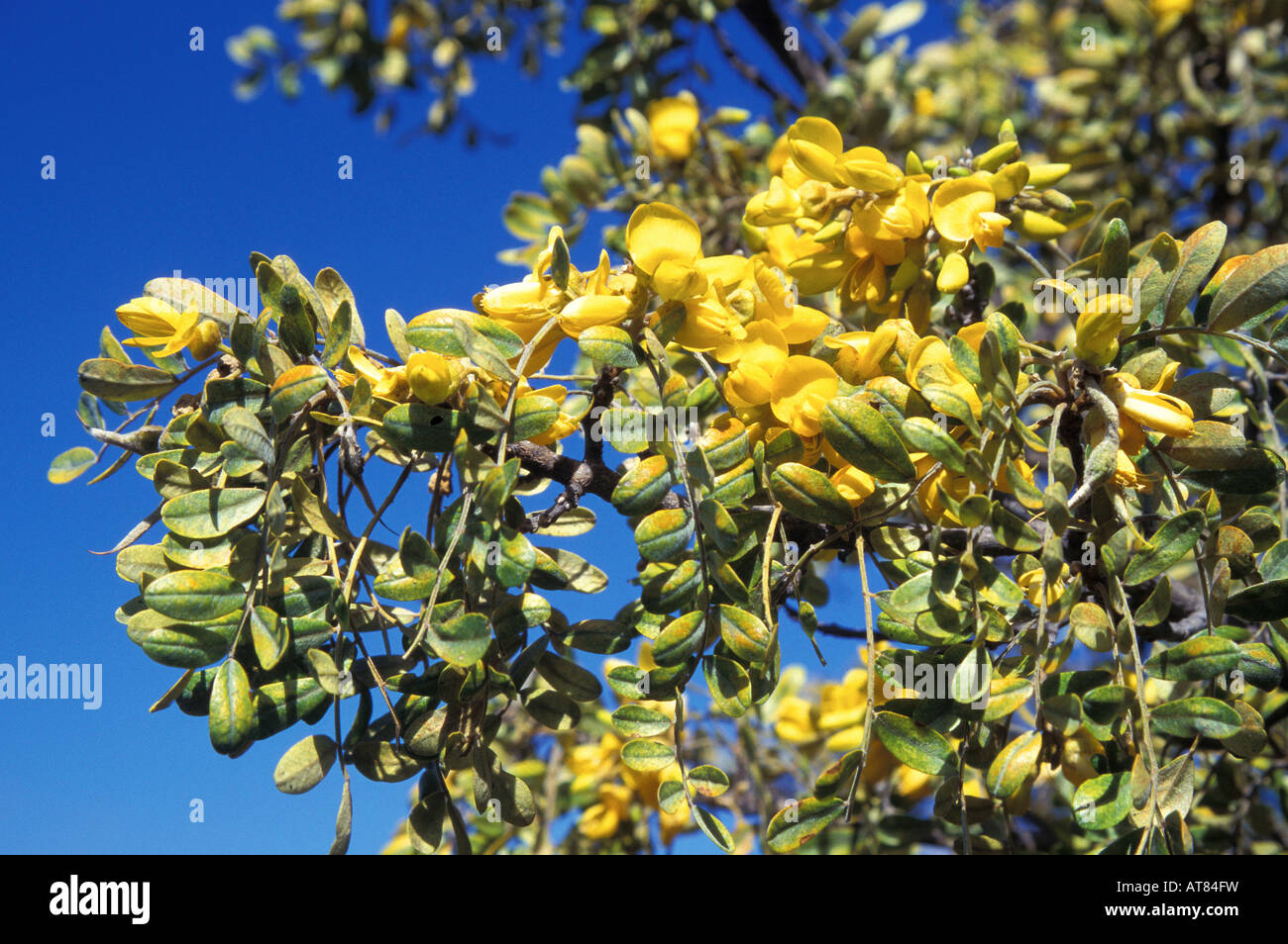 endemic mamane (sophora chrysophylla) in puu laau. Its bright yellow pea-like flowers blossom in early to late spring, Stock Photo