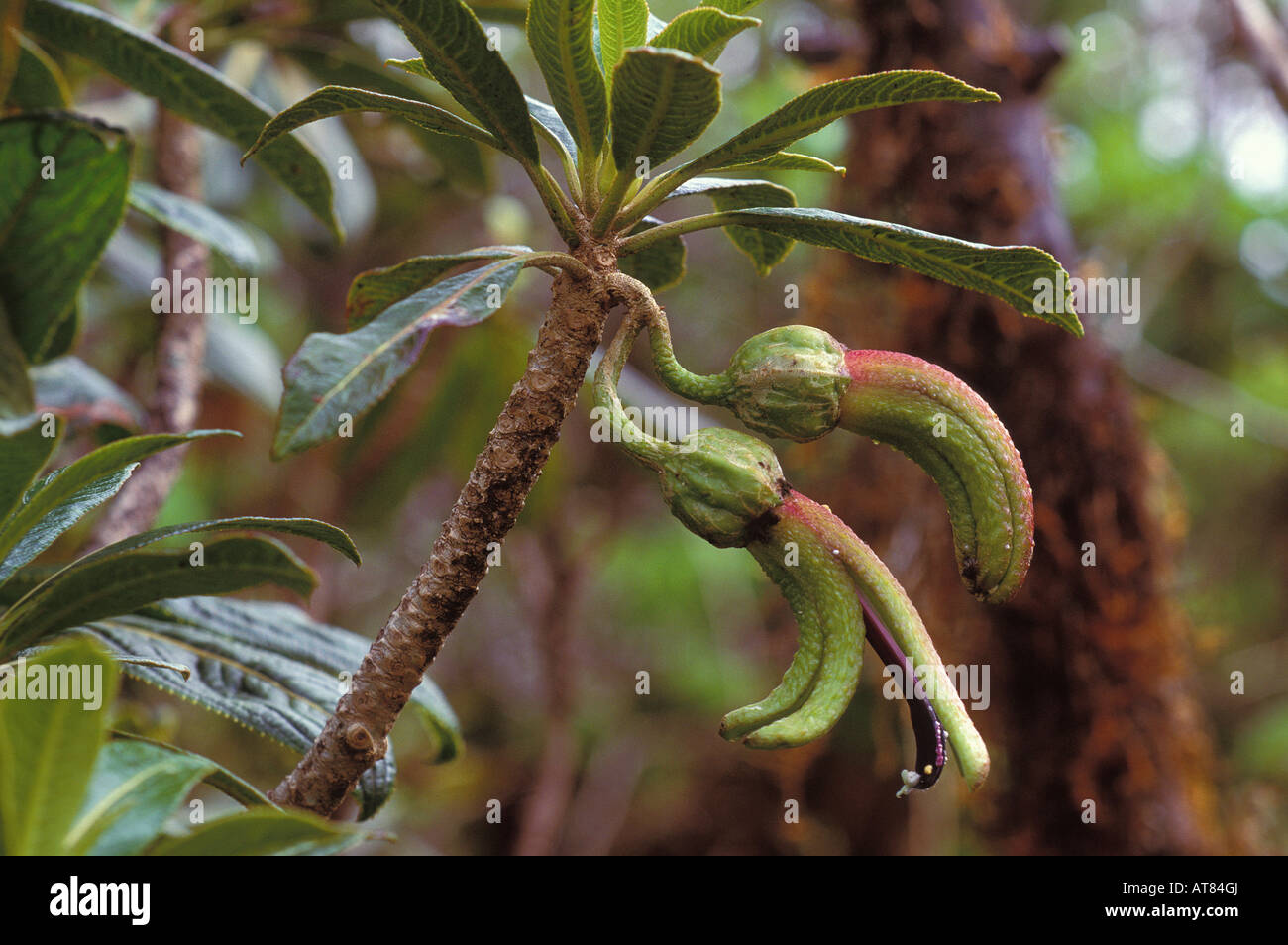 Clermontia hi-res stock photography and images - Alamy