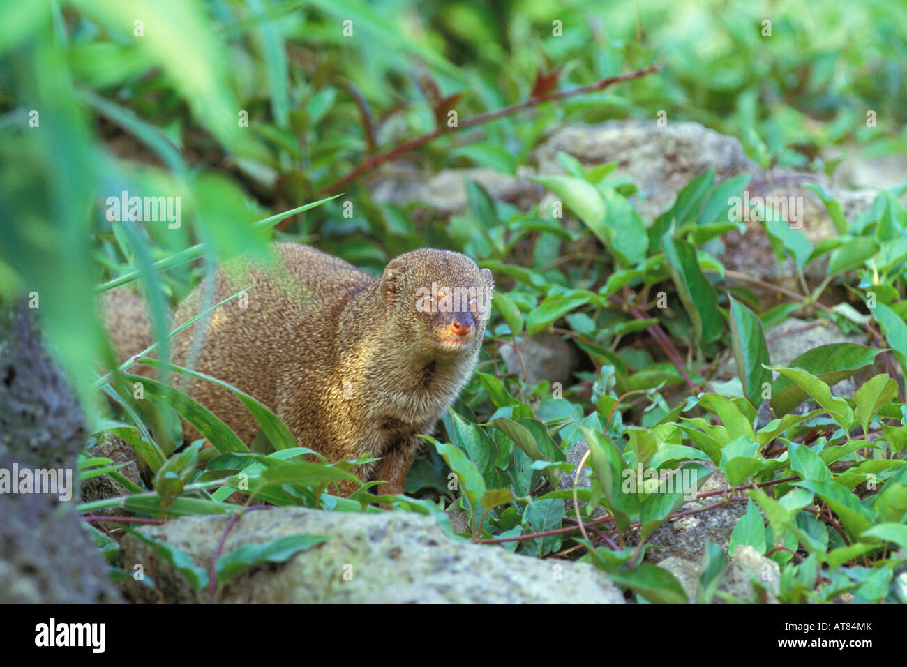 Mongoose hawaii hires stock photography and images Alamy
