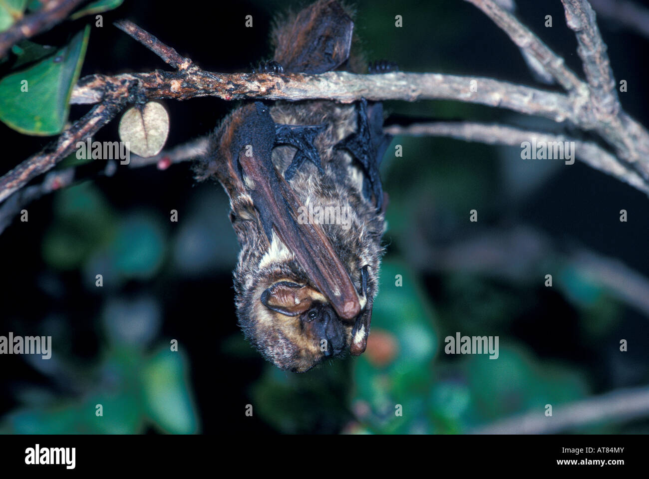 Hoary bat hawaii hires stock photography and images Alamy