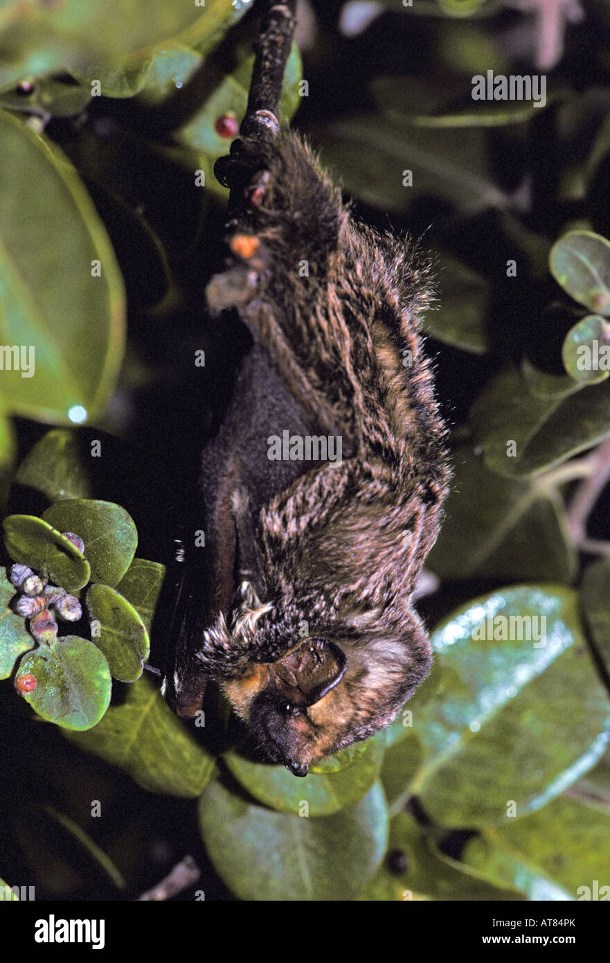 The endangered hoary bat, (lasiurus cinereus semotus Stock Photo Alamy