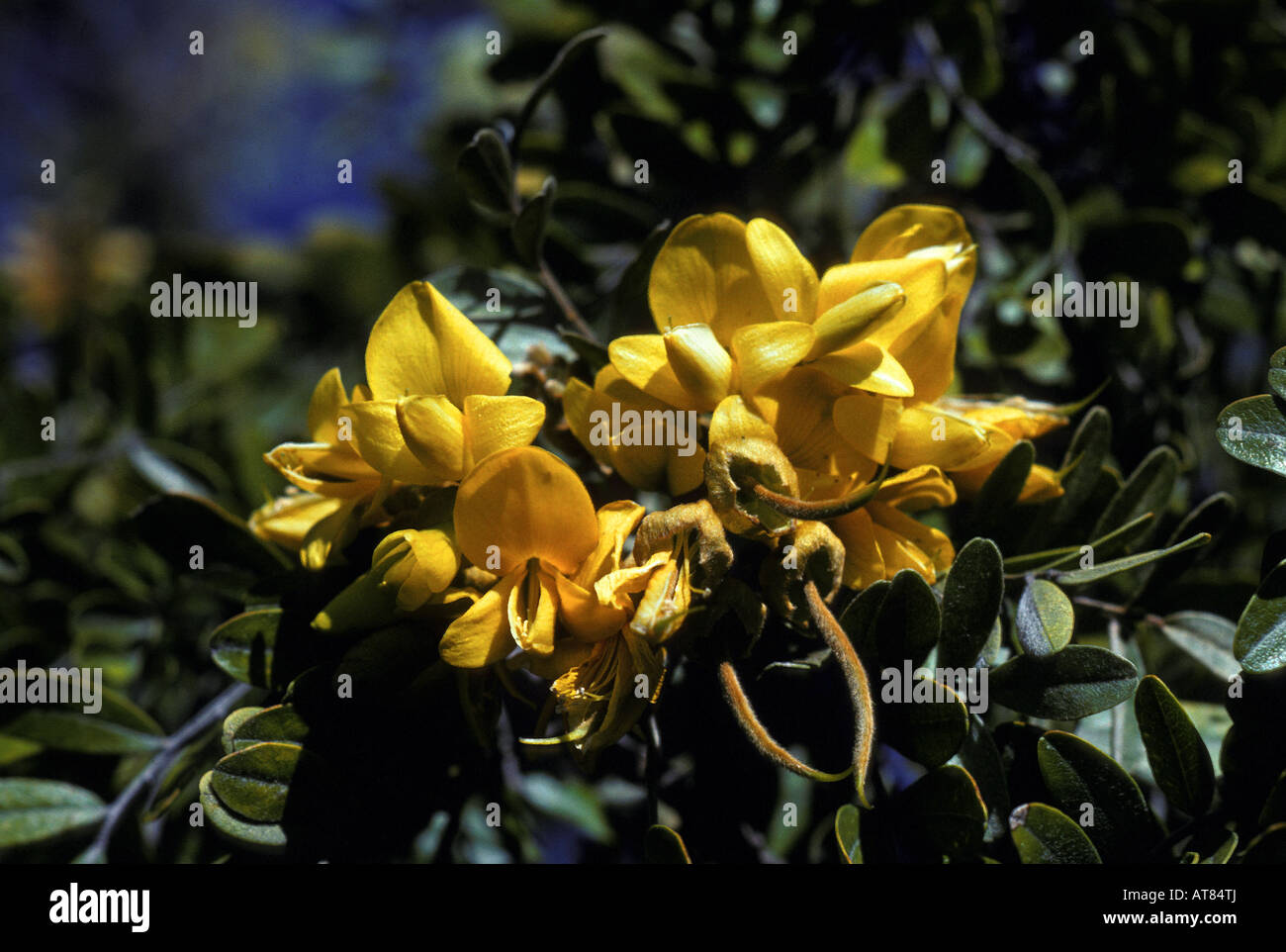 Mamane flowers (sophora chrysophylla) growing on mauna kea at an elevation of 8800. Stock Photo