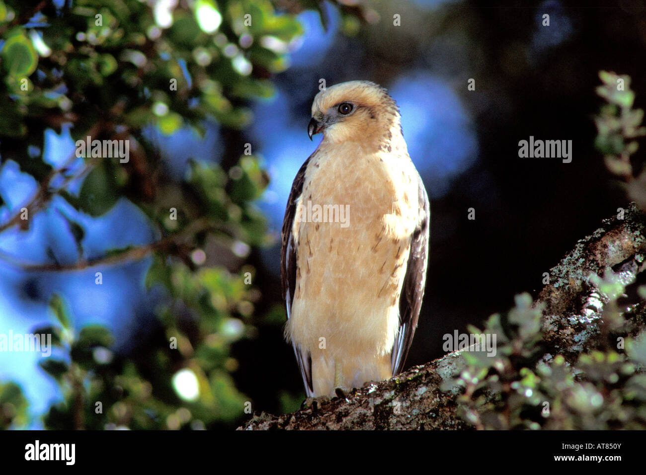 Buteo solitarius hawaii hires stock photography and images Alamy