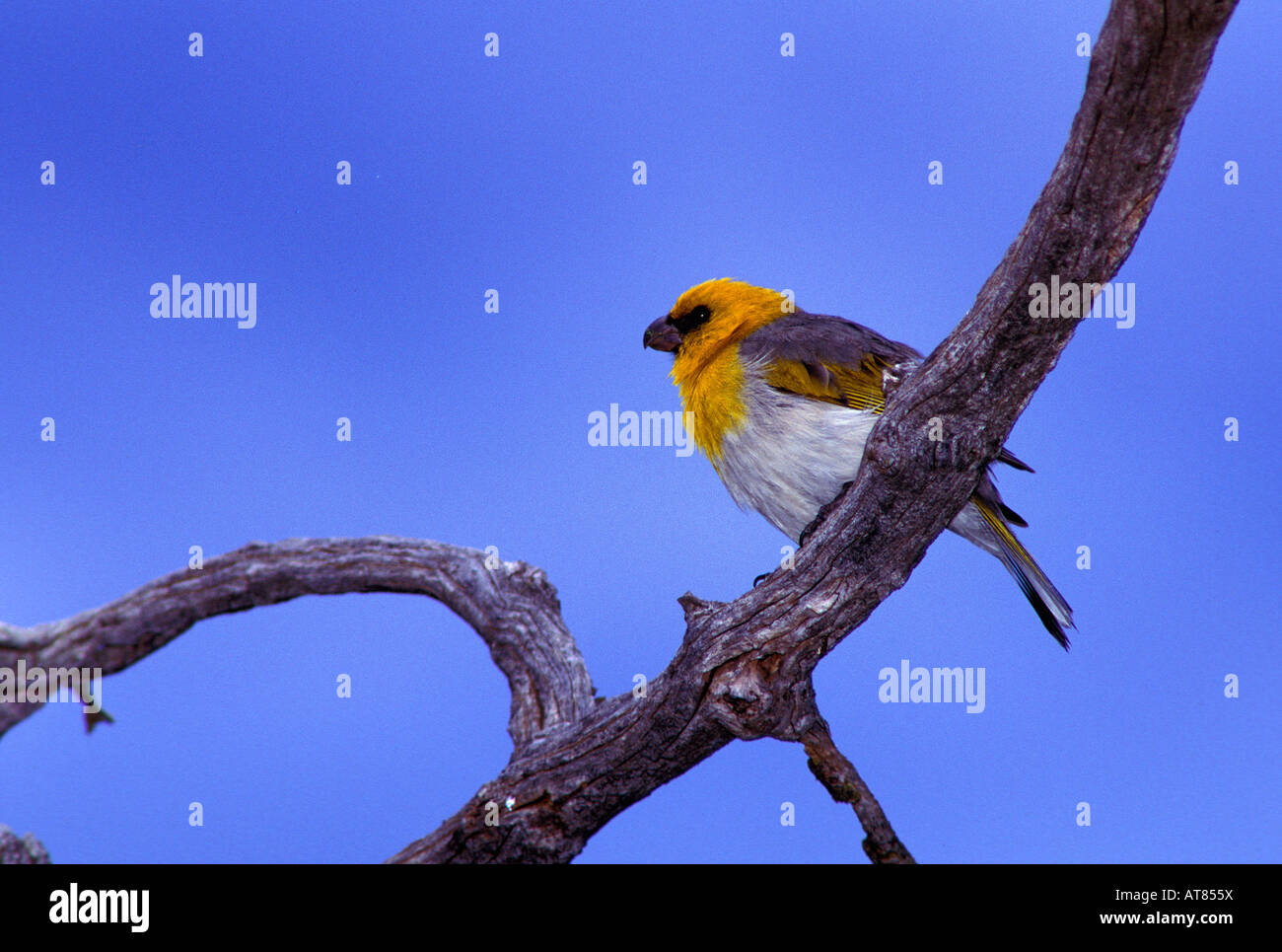 Palila, Loxioides bailleui, endangered Hawaiian honeycreeper. Feeds