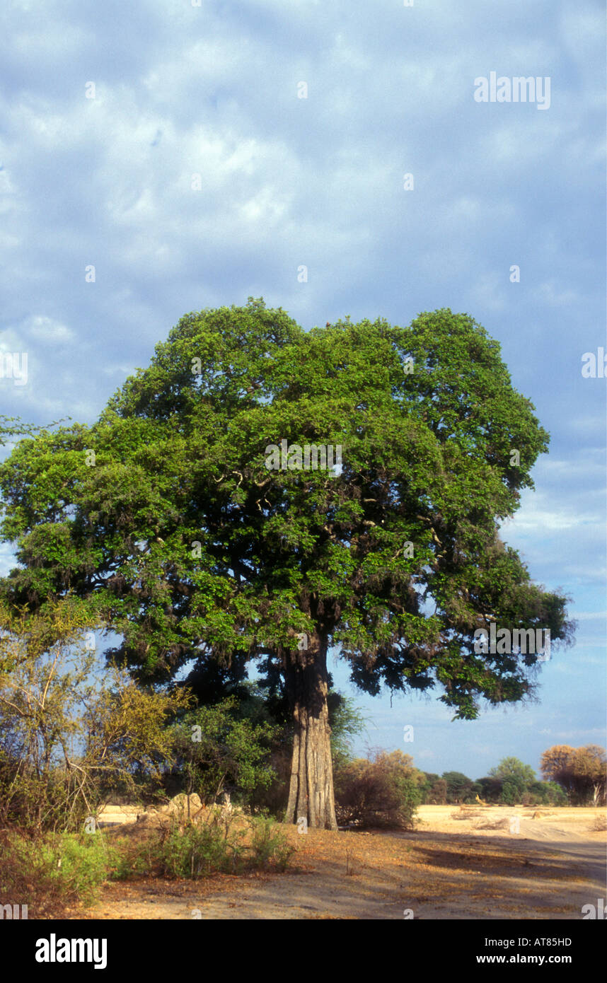 Mature Sycamore Fig tree FICUS SYCOMORUS in warm light Okavango Delta Botswana Stock Photo