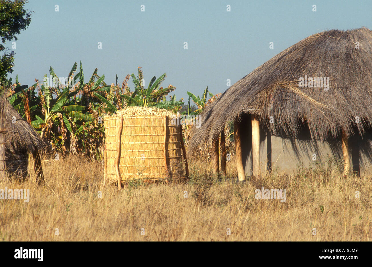 Maize farming malawi hires stock photography and images Alamy