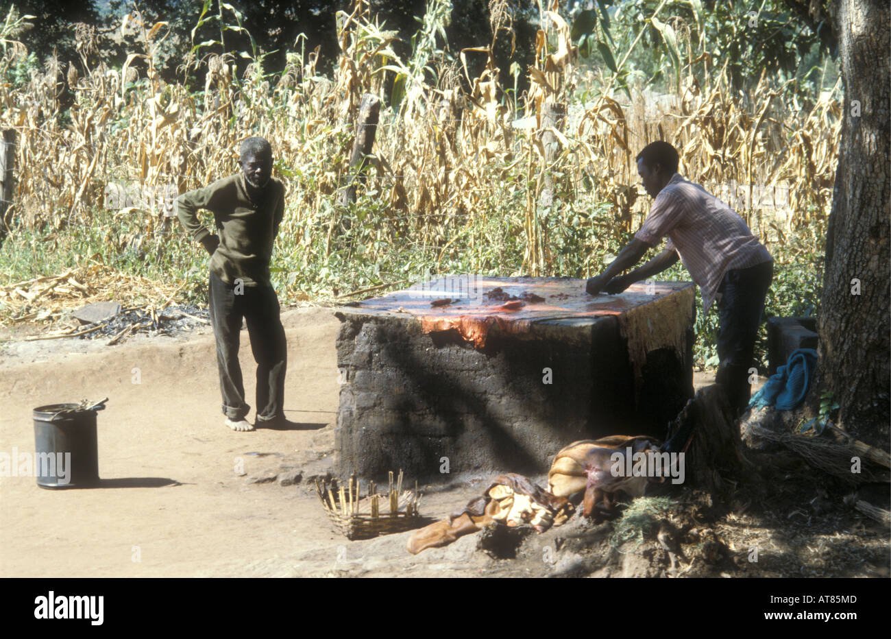 A fresh cowhide being scraped cleaned and prepared Nkhoma market Malawi Stock Photo