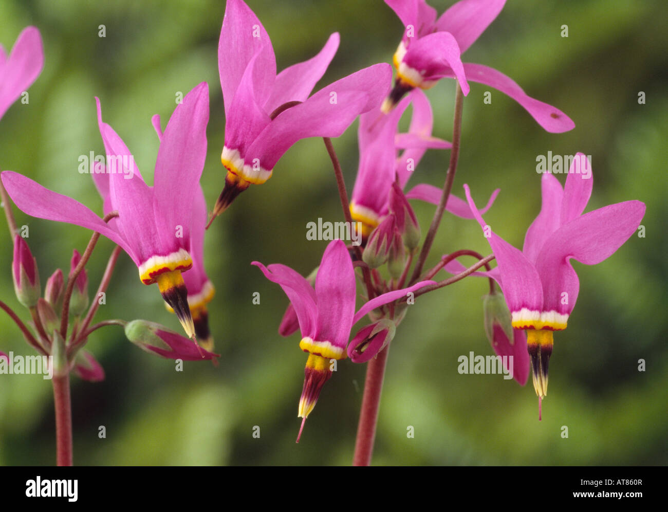 Dodecatheon pulchellum subsp. pulchellum 'Red Wings'. (Shooting stars, American cowslip) Stock Photo