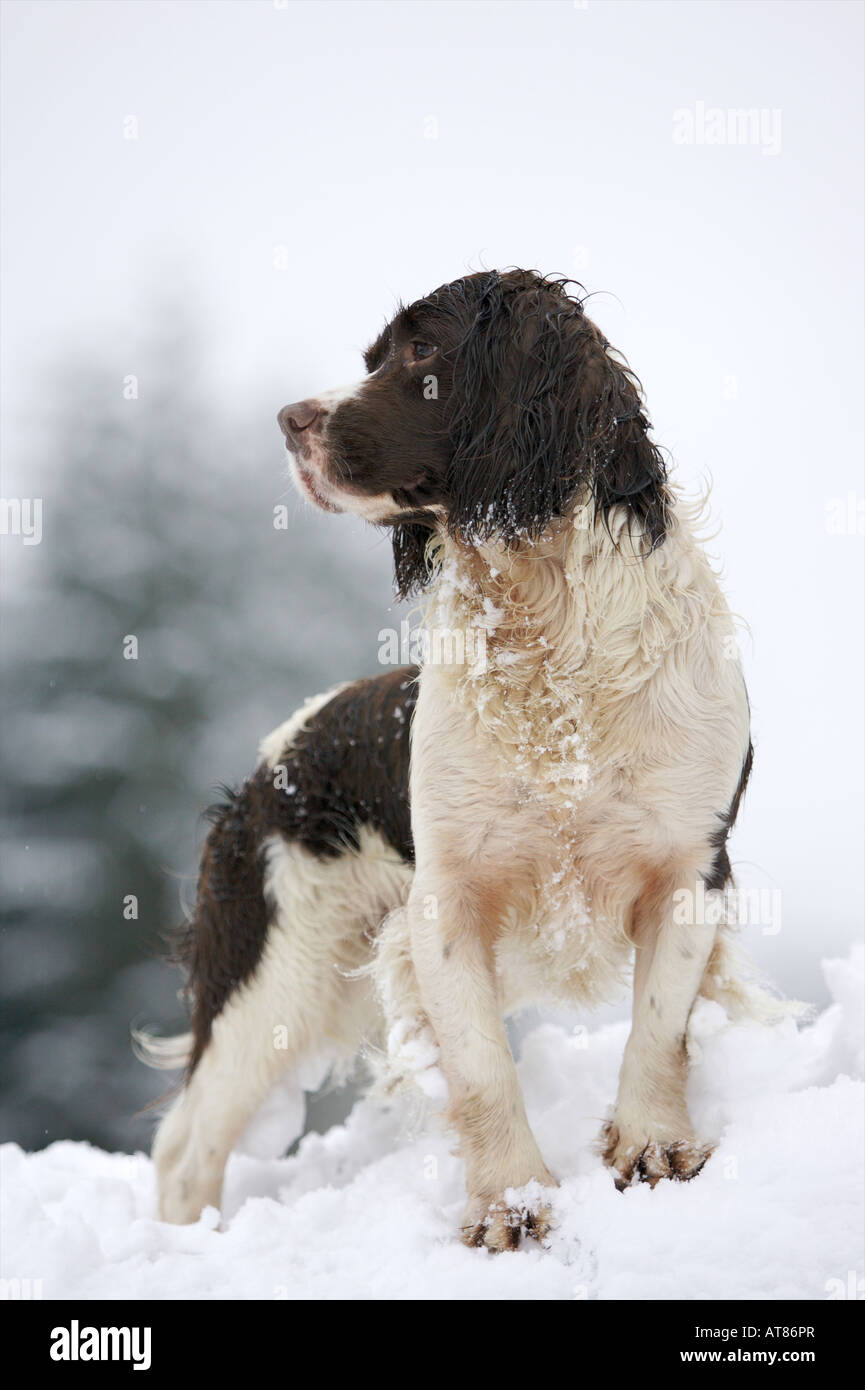 Springer Spaniel in Snow Stock Photo