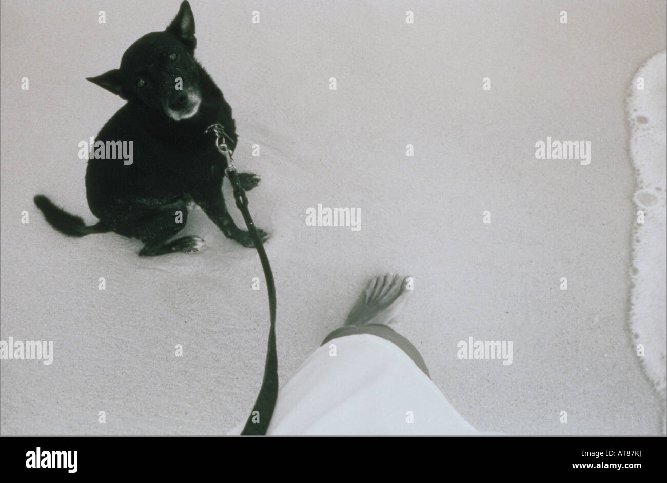 A cute, small black dog looks up at his owner while walking along the shore of a beach. Stock Photo