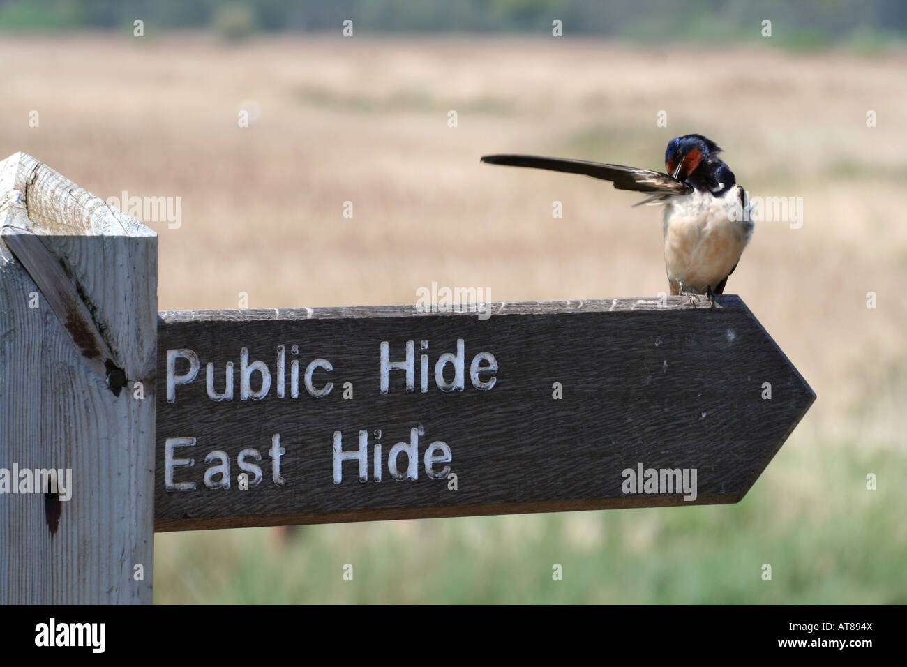 Male Swallow preening on directional sign to Bird Hides on a nature reserve Stock Photo