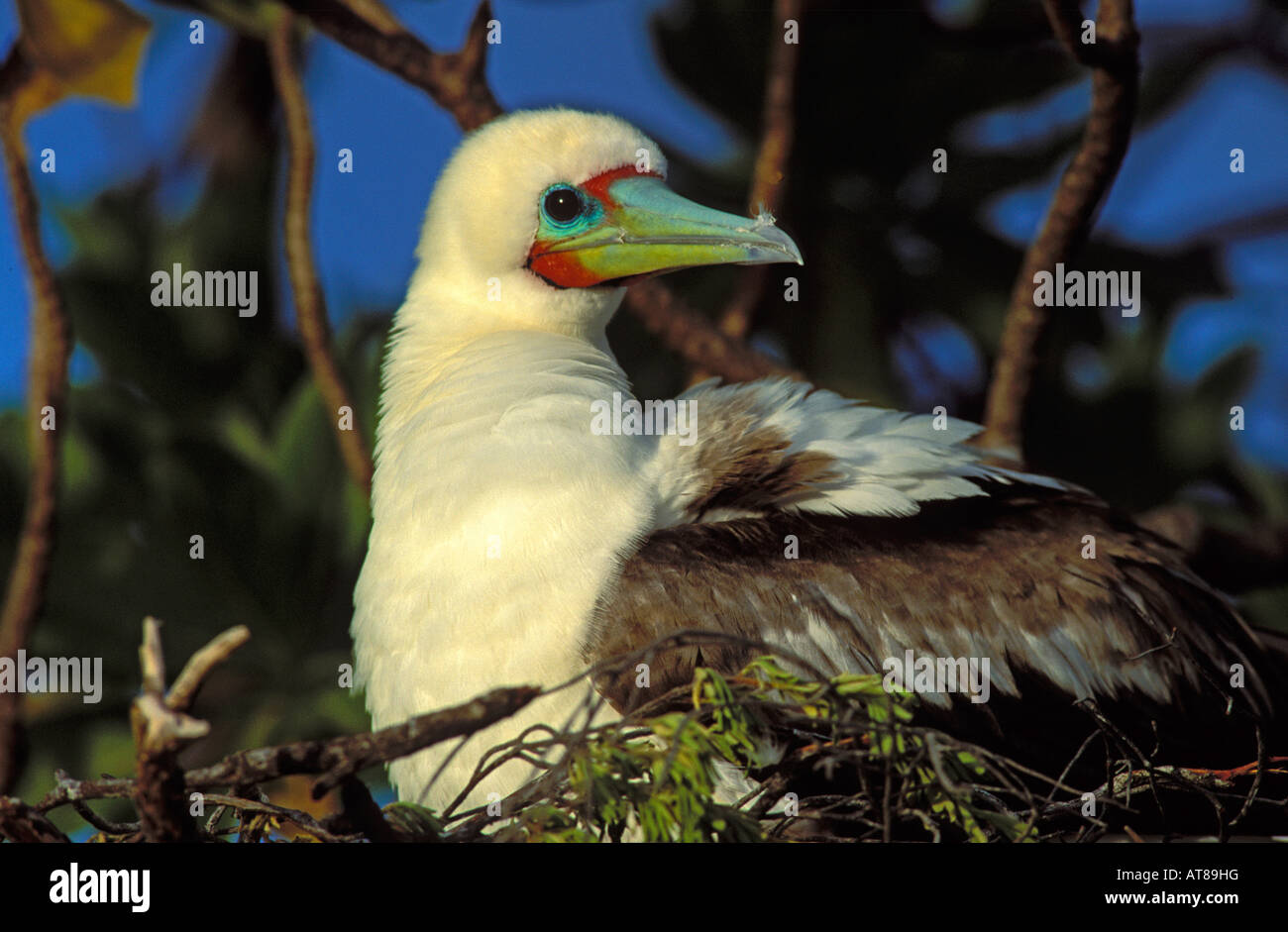 Red-footed Booby-male, dark phase, at Christmas I. Stock Photo