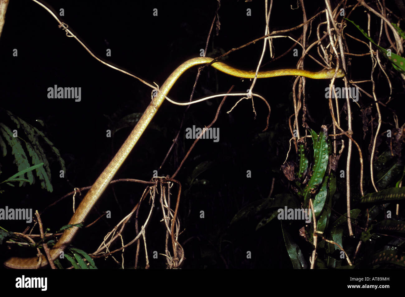 Brown Tree Snake climbing through vegetation on Guam Stock Photo Alamy