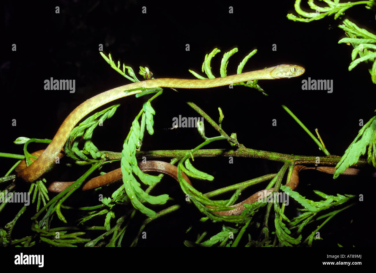 Brown tree snake climbing in tangantangan, Guam Stock Photo Alamy