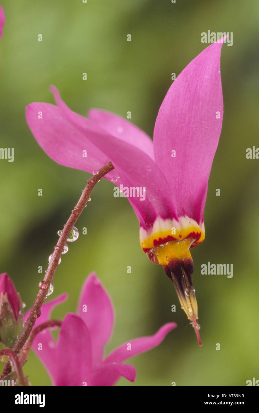 subsp. pulchellum 'Red Wings'. (Shooting stars, American cowslip Stock - Alamy