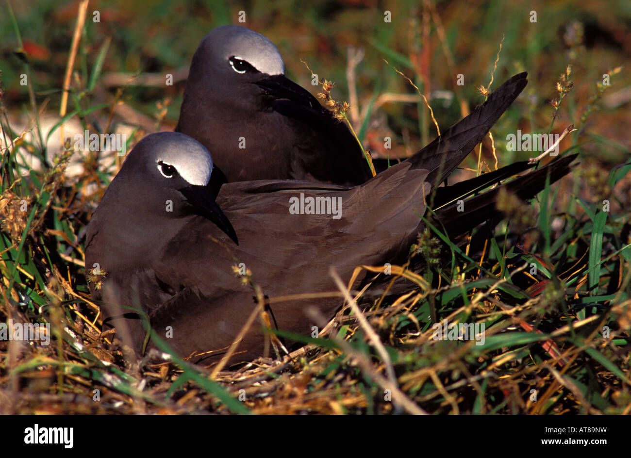 Lesser Noddiesnesting Brown noddies on nest at laysan I. Note sandbur plant in nest Stock ...