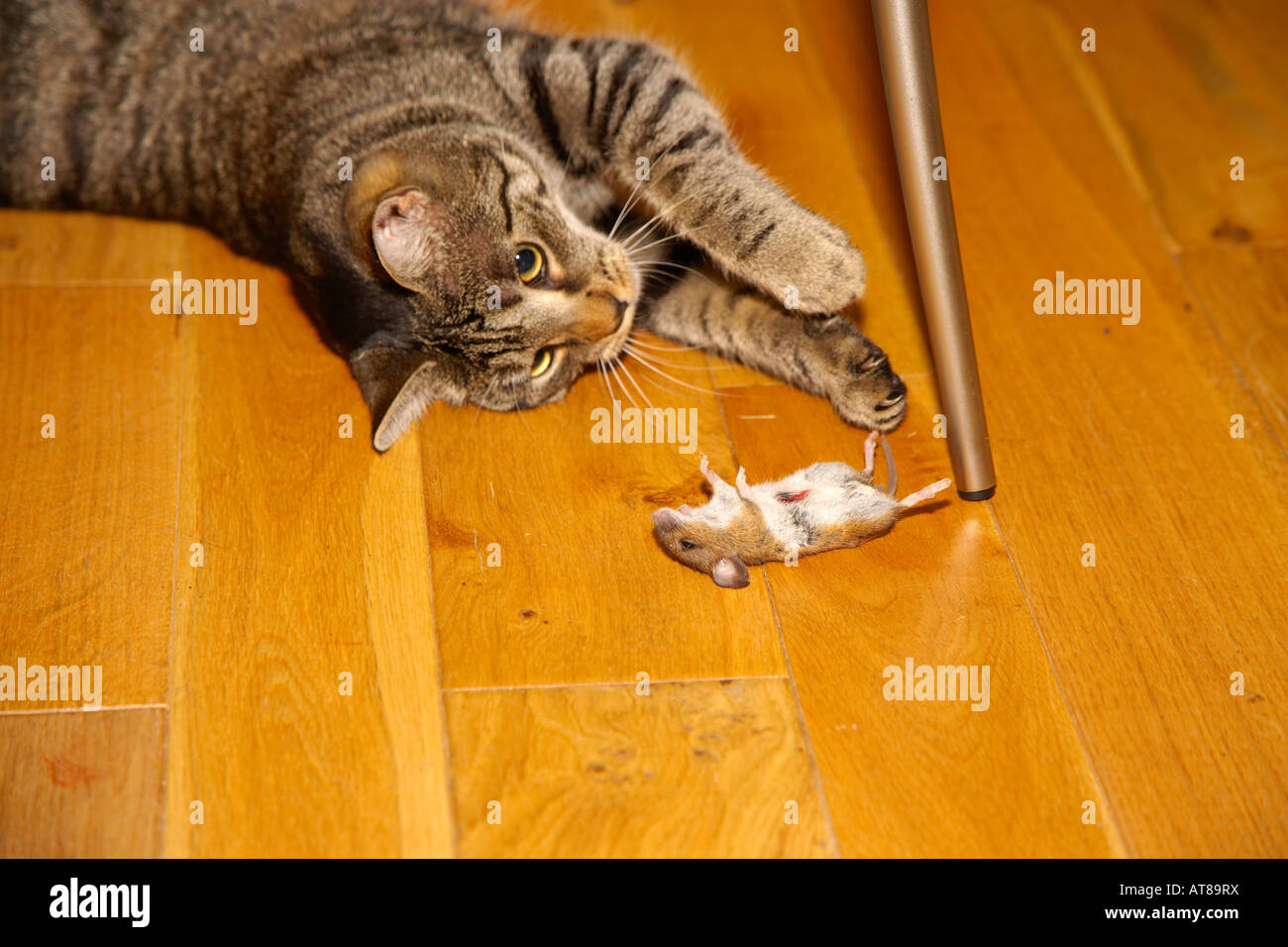 Cat playing with Mouse Stock Photo Alamy