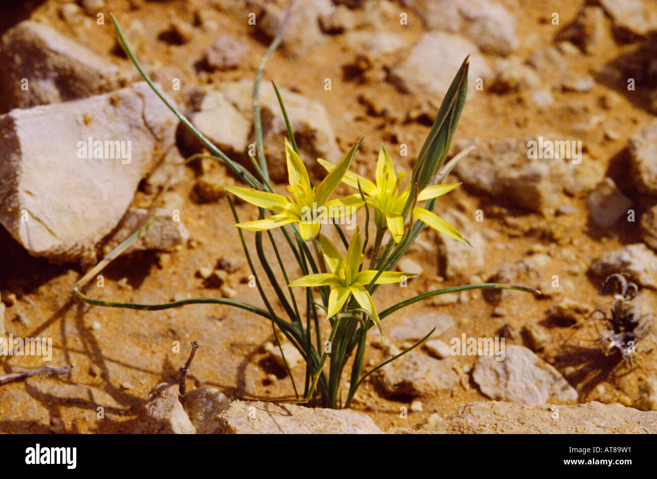 Saudi arabian desert plants hires stock photography and images Alamy