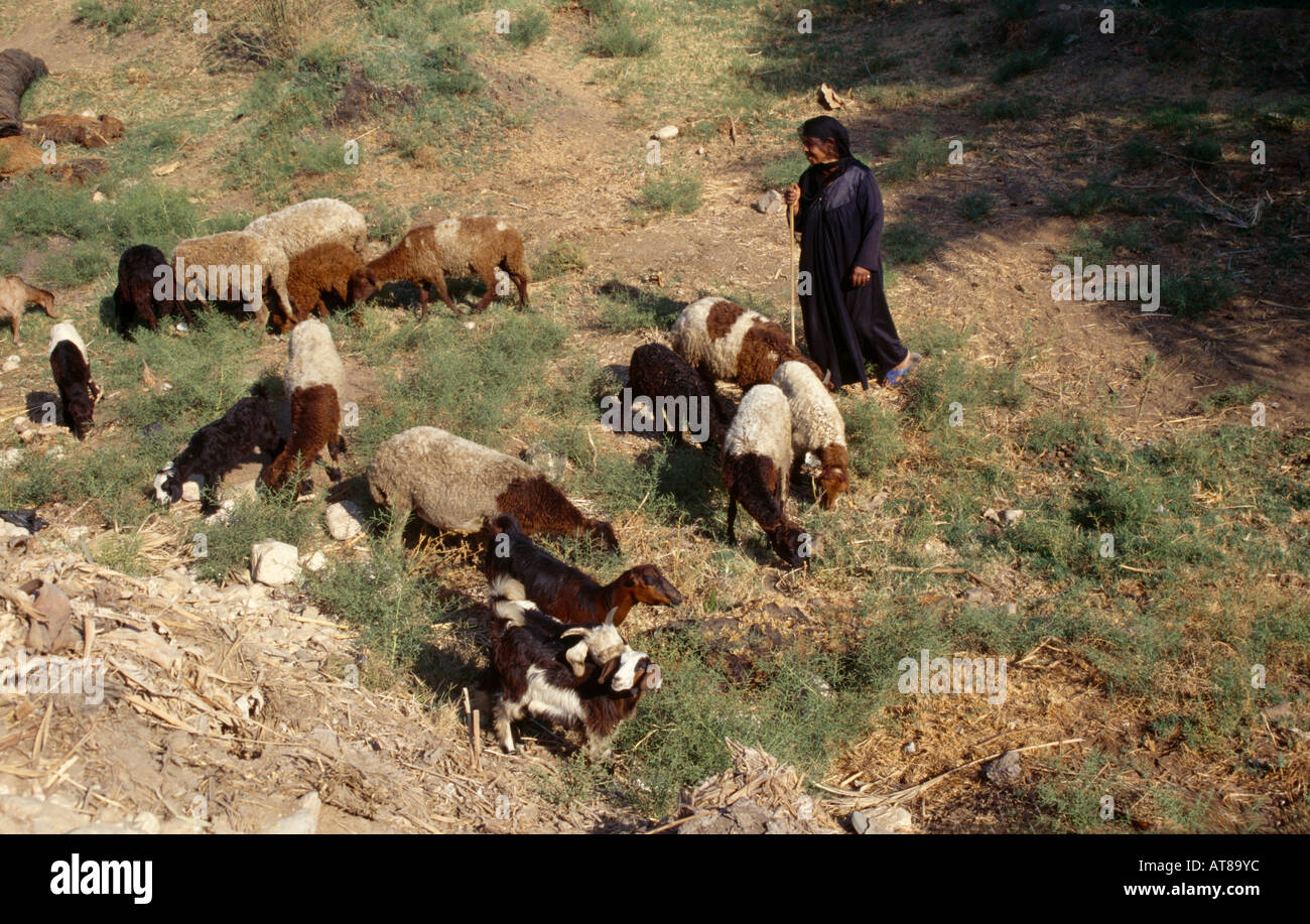 Egypt Goat Herder And Goats Stock Photo Alamy