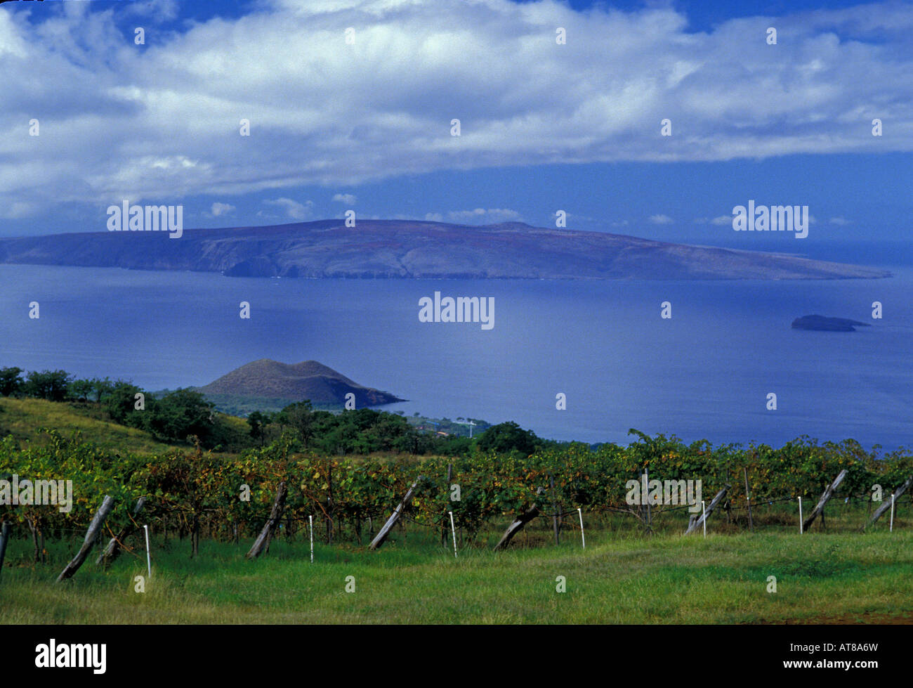 View from Tedeschi vineyard with Kahoolawe in backround Stock Photo