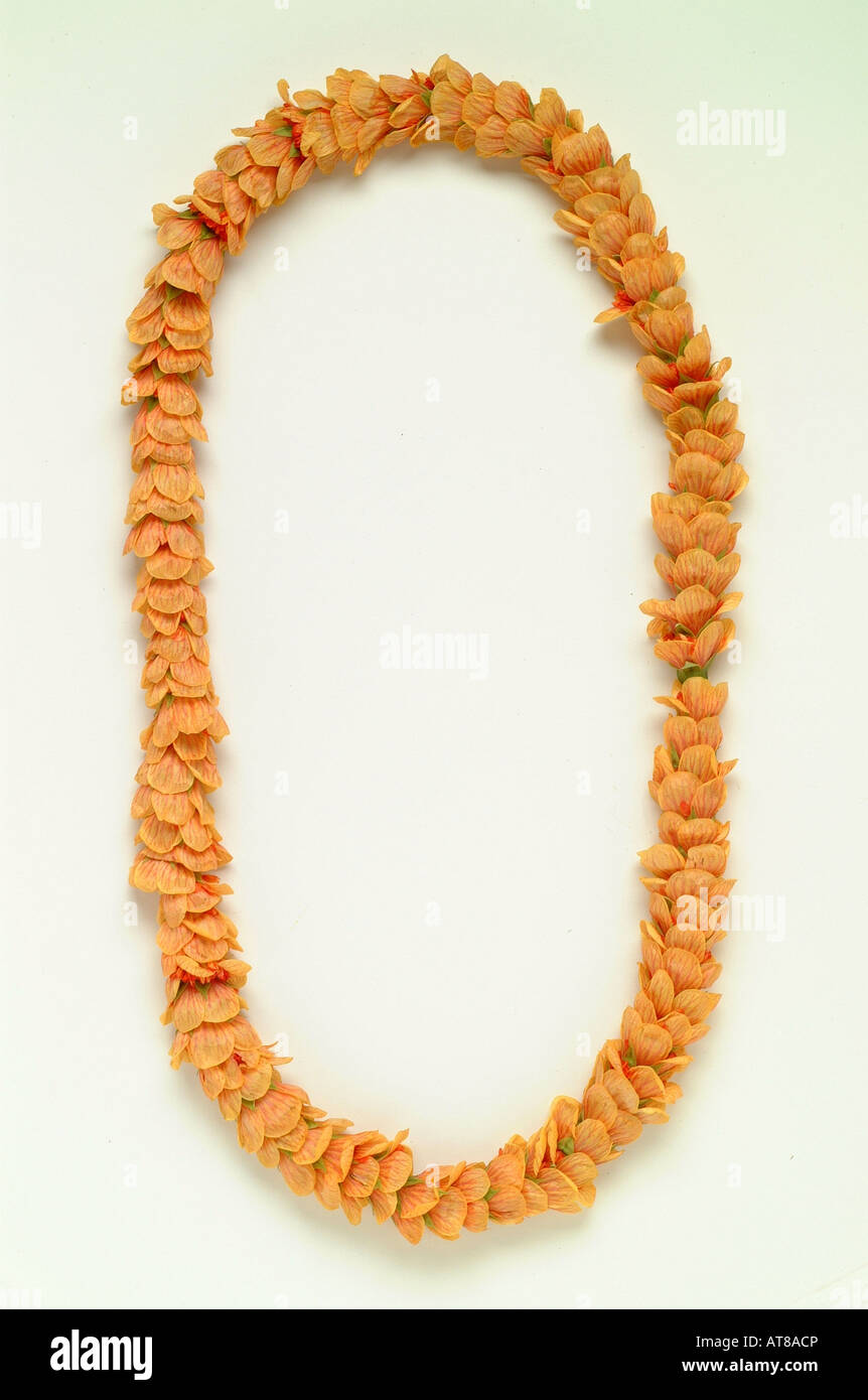 Ilima lei on white background Stock Photo Alamy