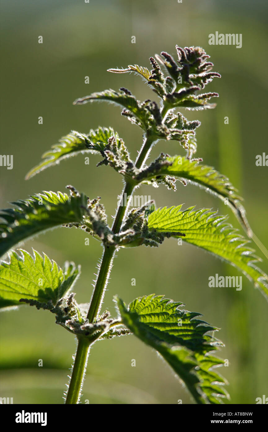 Close up view of a Nettle Stock Photo