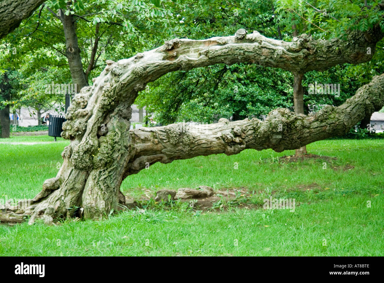 Cherry trees in Washington DC United States of America Stock Photo Alamy