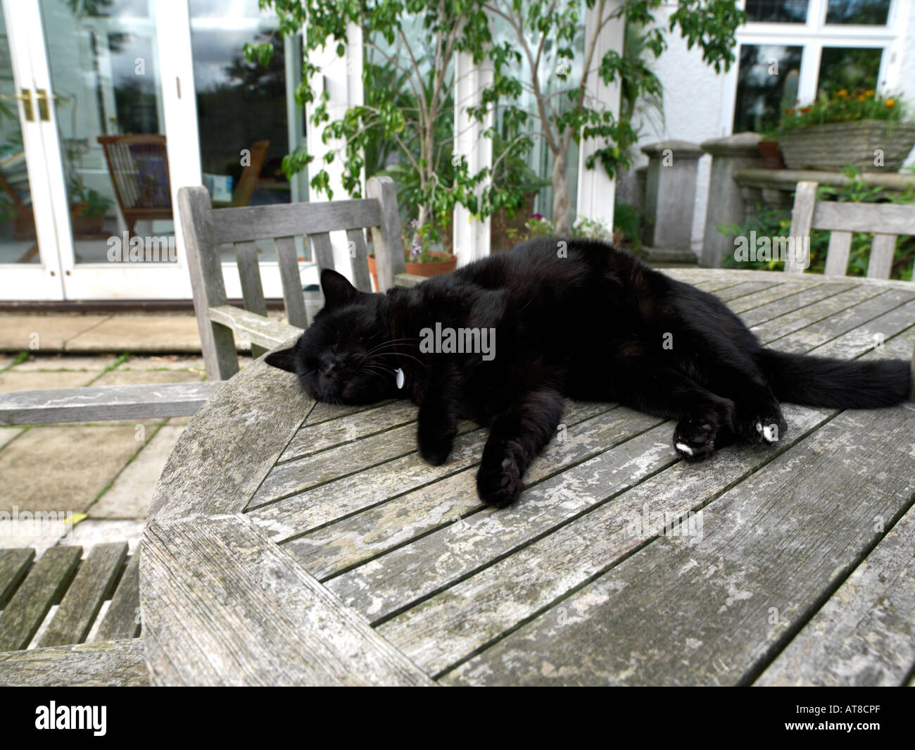 Black Cat Outside House in Garden Stock Photo Alamy