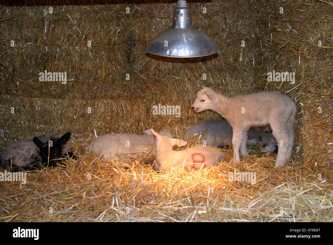 Orphan lambs about one week old in a pen built of straw bales and under