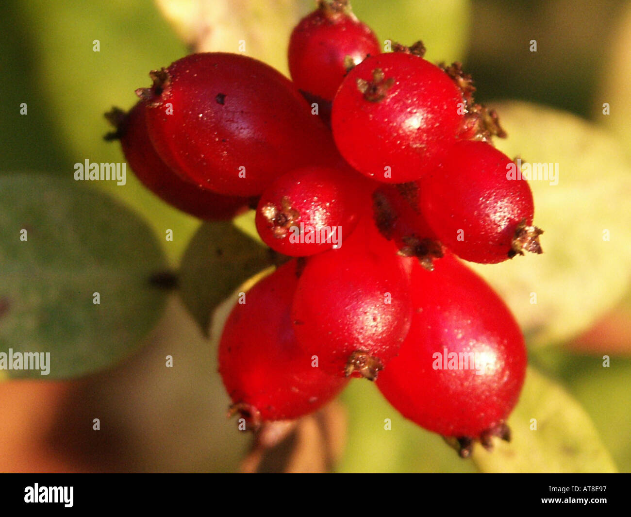 Honeysuckle berries Stock Photo
