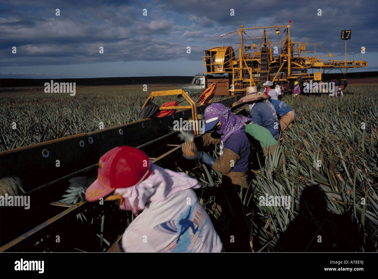 Pineapple workers in field, Lanai Stock Photo Alamy