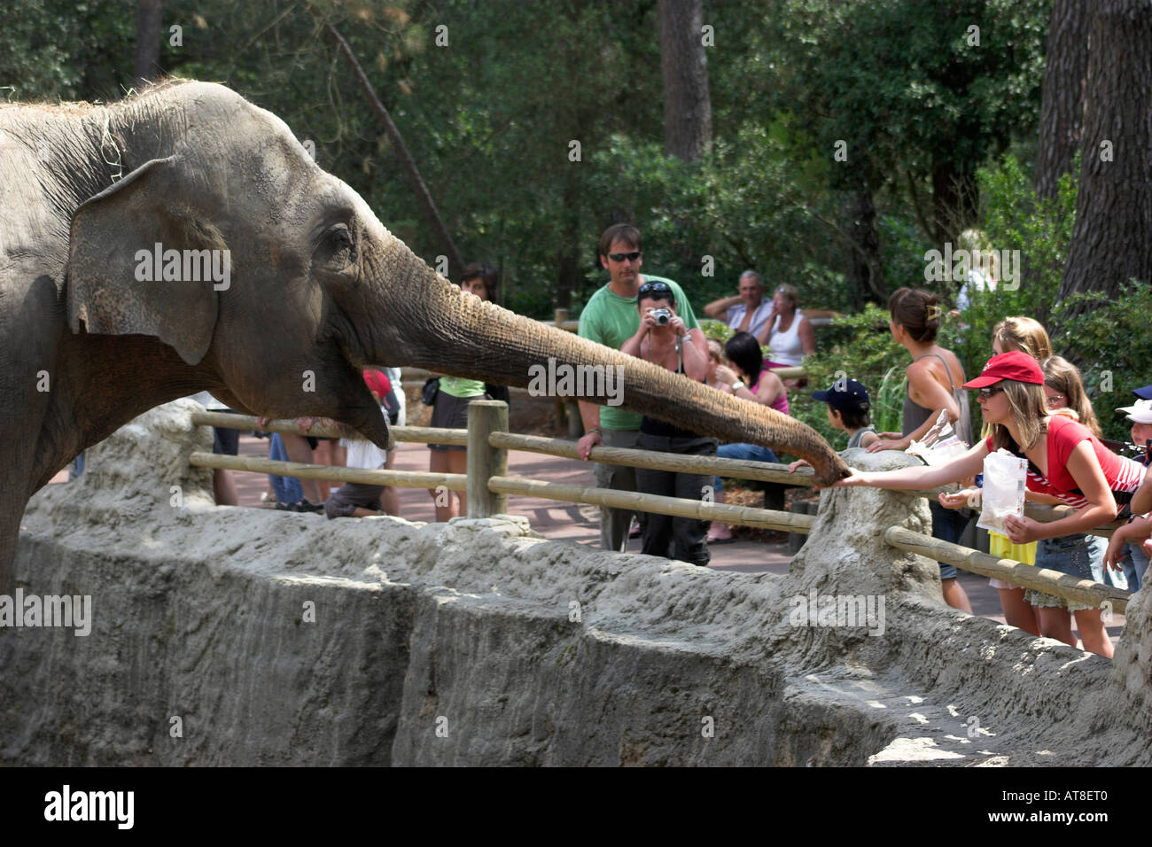Feeding the elephants Stock Photo Alamy