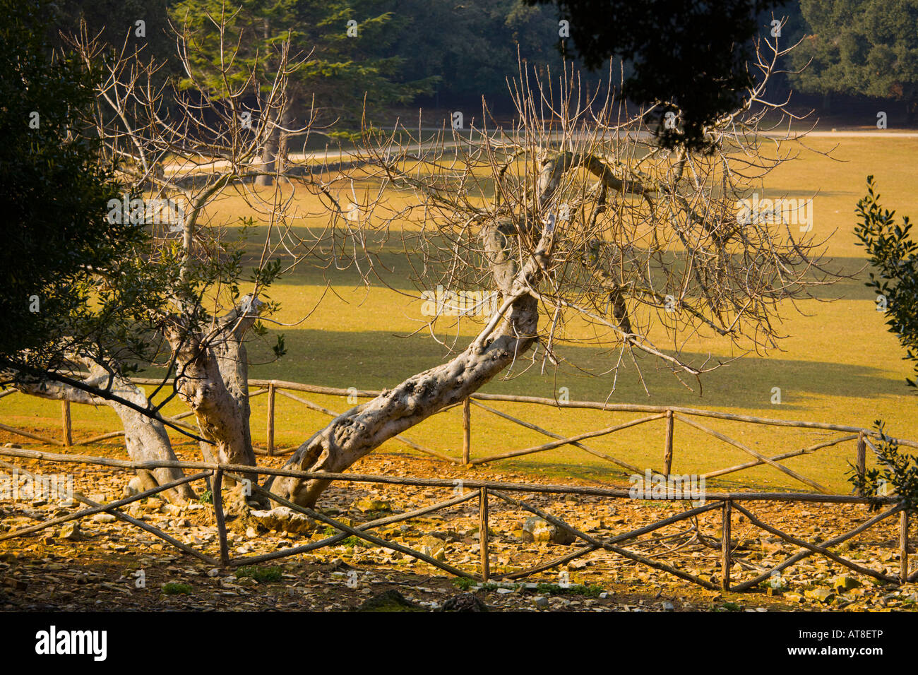 Very old olive tree site on Brioni islands, Veliki Brijun, Croatia Stock Photo