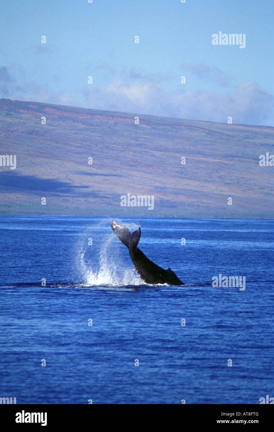 Humpback whale maui hawaii hi-res stock photography and images - Alamy