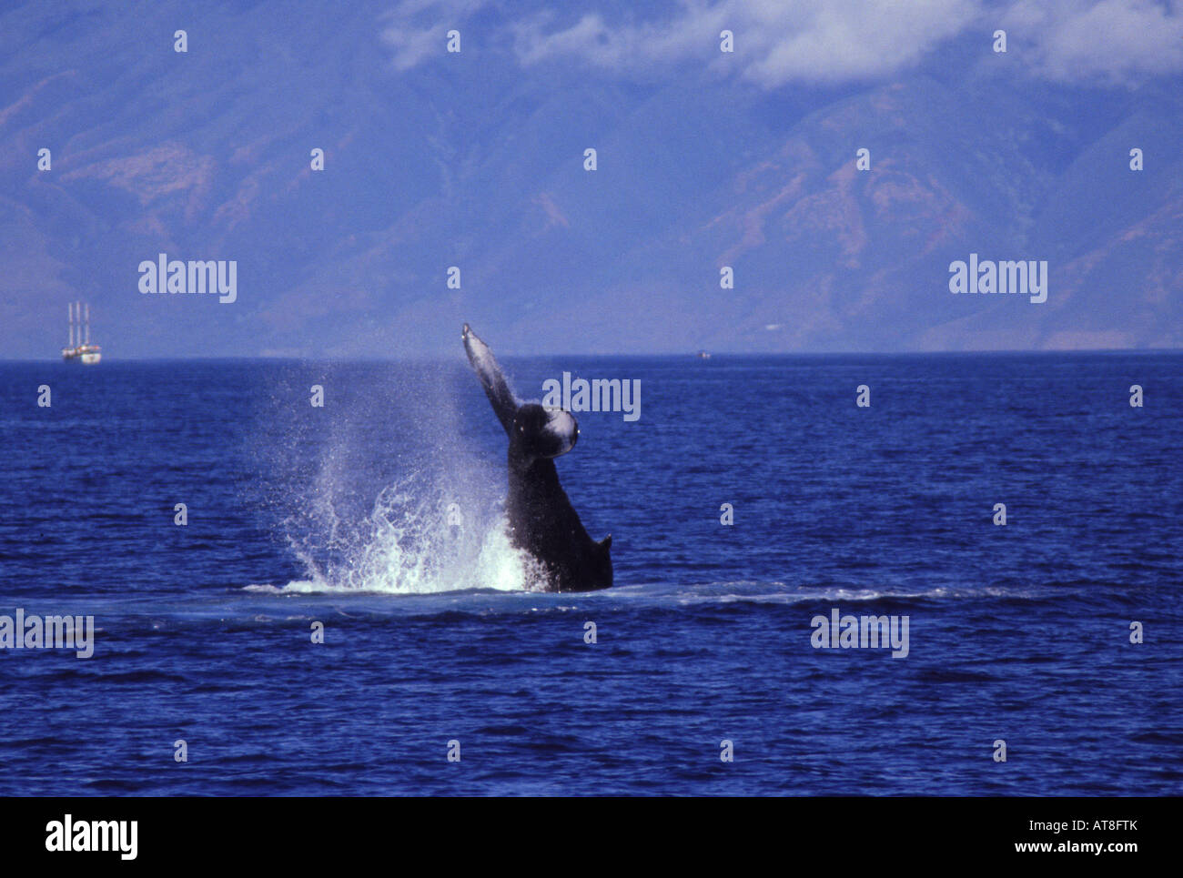 Humpback whale frolics in waters off the island of Maui, Hawaii Stock ...