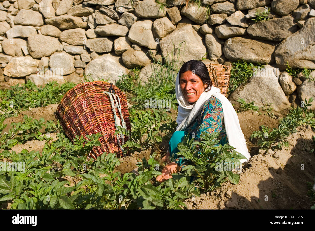 Woman working inside the fields in Karimabad Pakistan Stock Photo