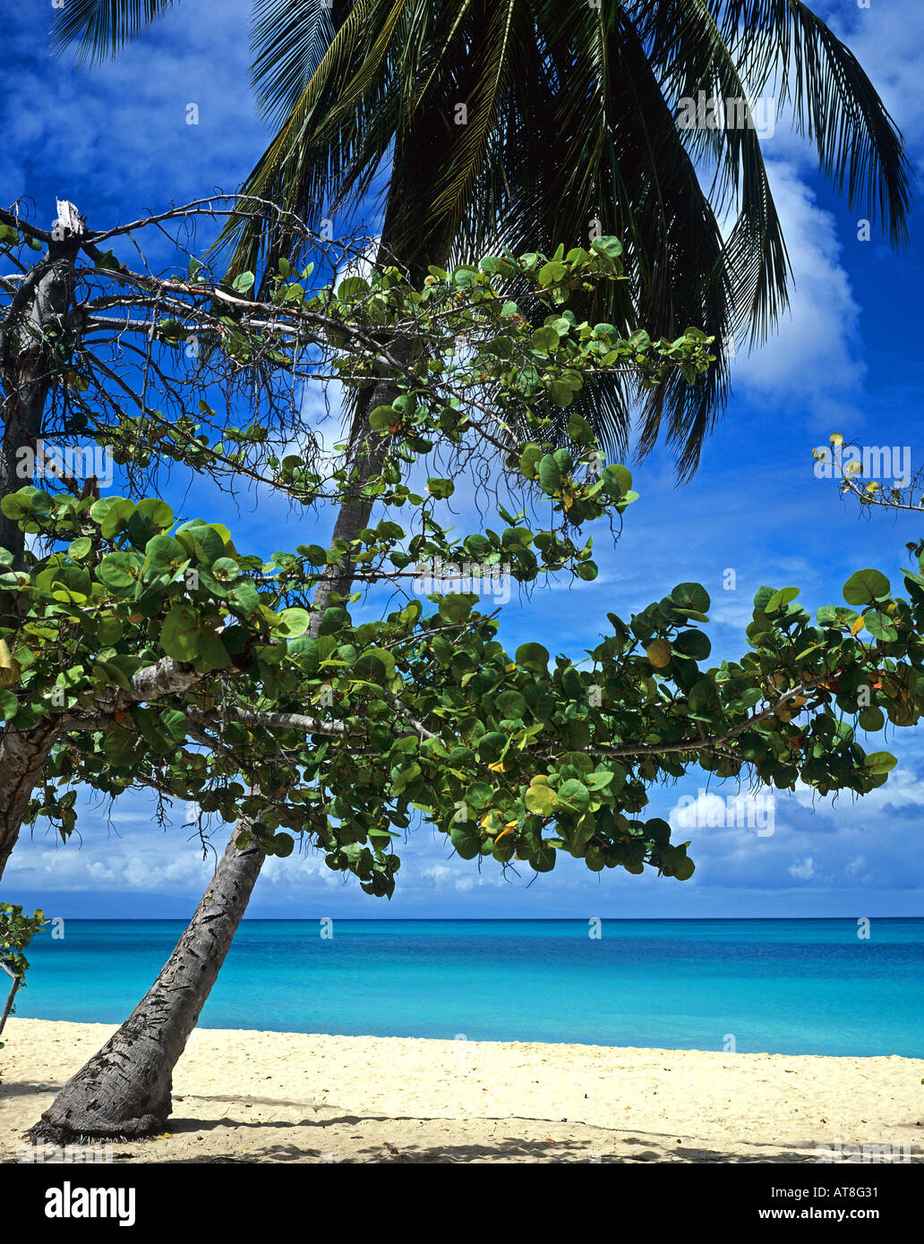 Seagrape and palm tree at Anse Vieux-Fort beach, Marie-Galante island, Guadeloupe, French West Indies Stock Photo