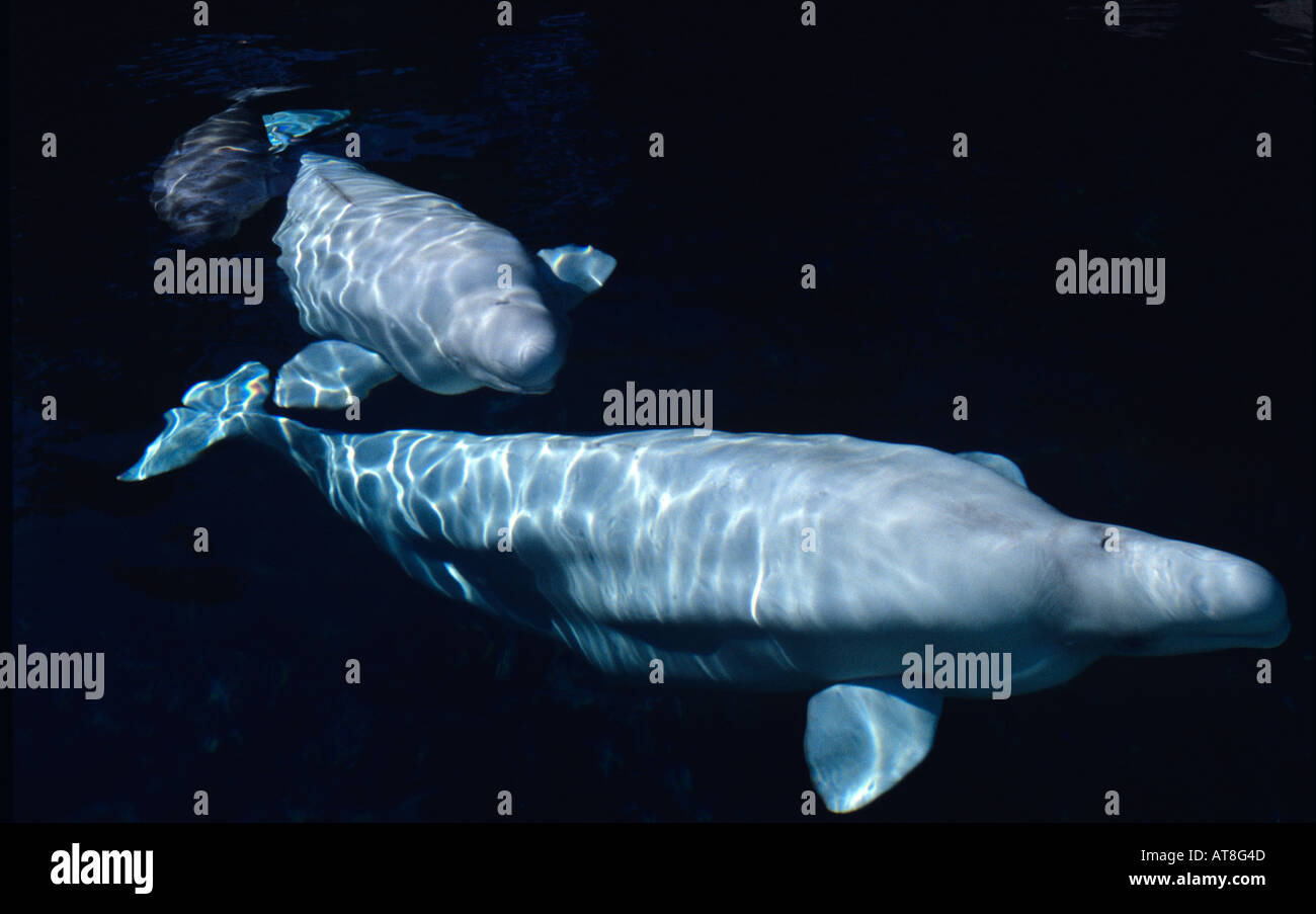 Beluga Whales photographed in an Aquarium Stock Photo Alamy