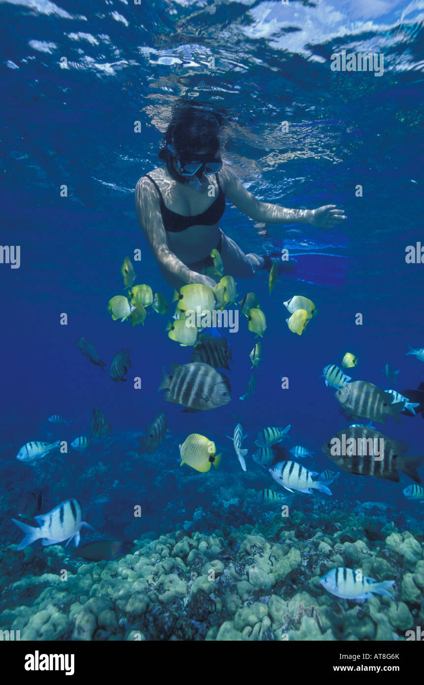 11+ Fish Of Hanauma Bay