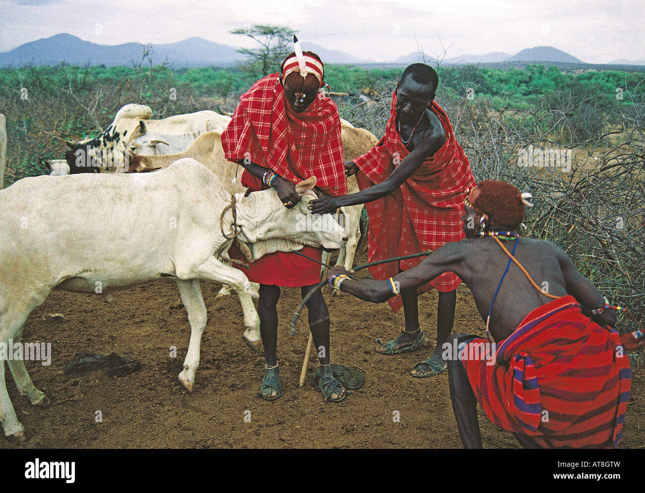 Samburu men hold cow whilst another aims to shoot arrow into neck to draw blood Samburu National Reserve Kenya East Africa Stock Photo