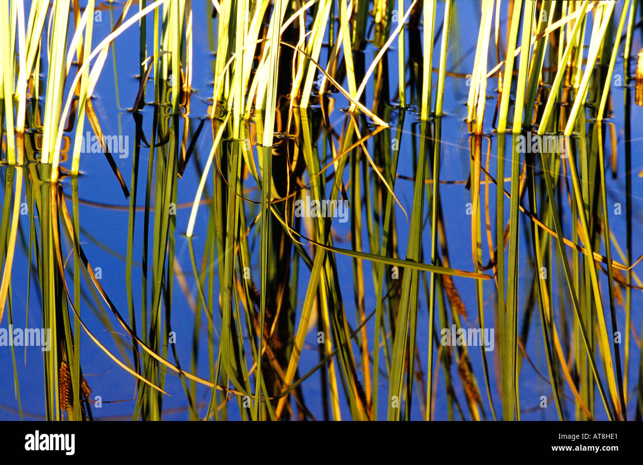 Reeds hi-res stock photography and images - Alamy