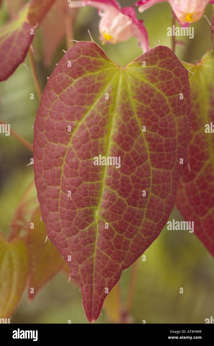 Epimedium x rubrum. AGM (Barrenwort, Bishop's Mitre) Close up of leaf. Stock Photo