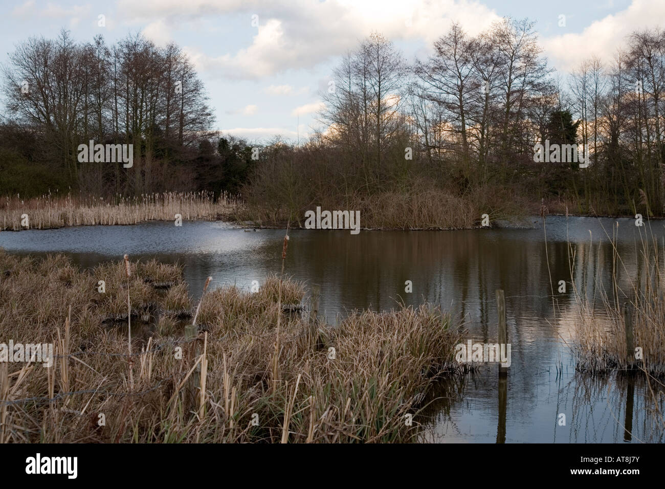 Lambley Reed Bed Stock Photo Alamy
