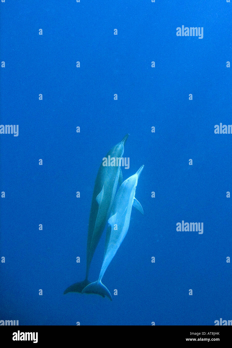 Hawaiian Spinner Dolphin; Stenella longirostris Stock Photo
