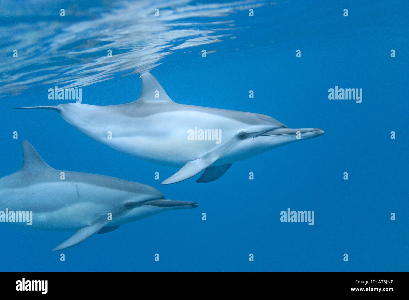 Hawaiian Spinner Dolphin; Stenella longirostris Stock Photo Alamy