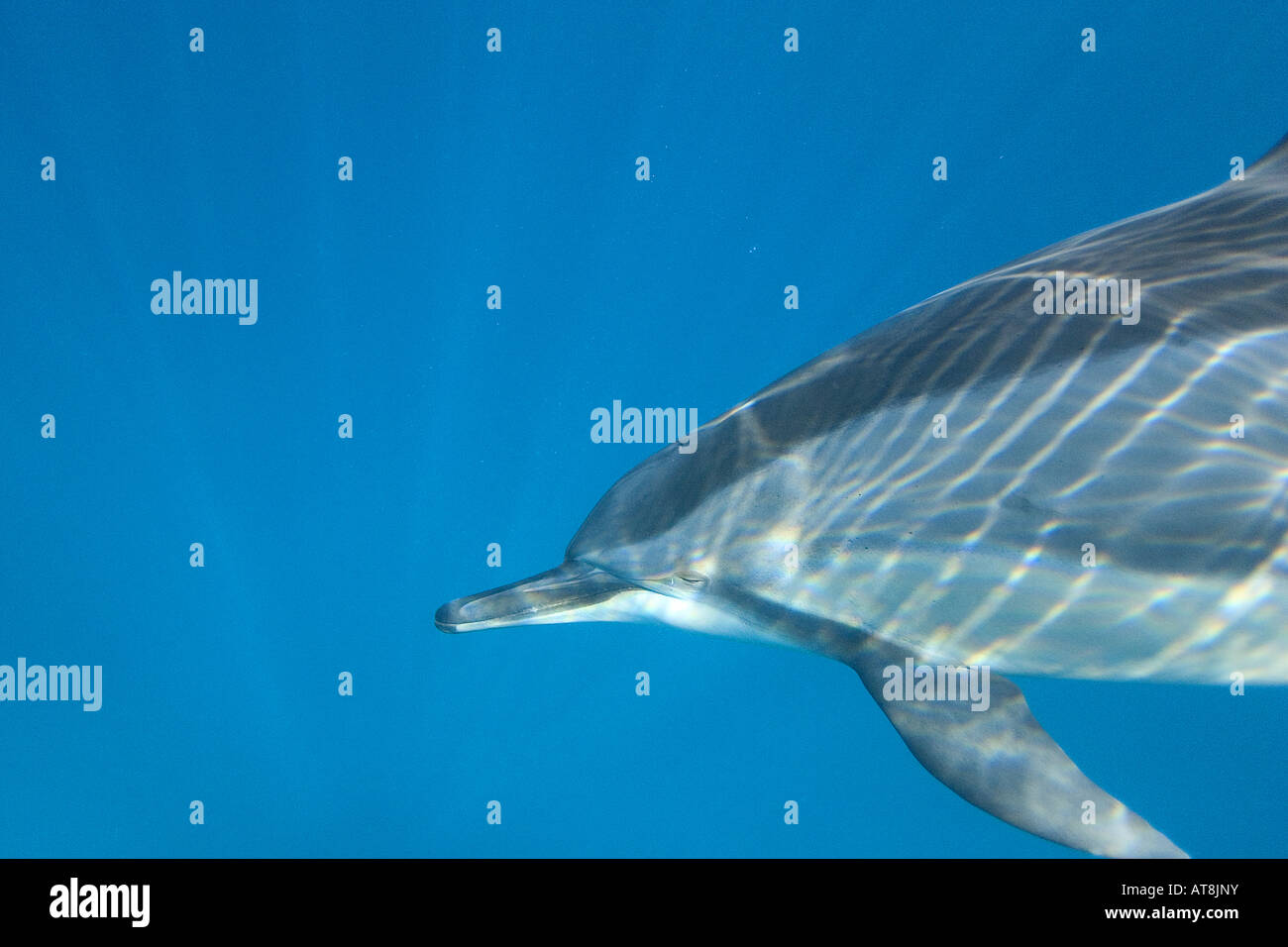 Hawaiian Spinner Dolphin; Stenella longirostris Stock Photo Alamy