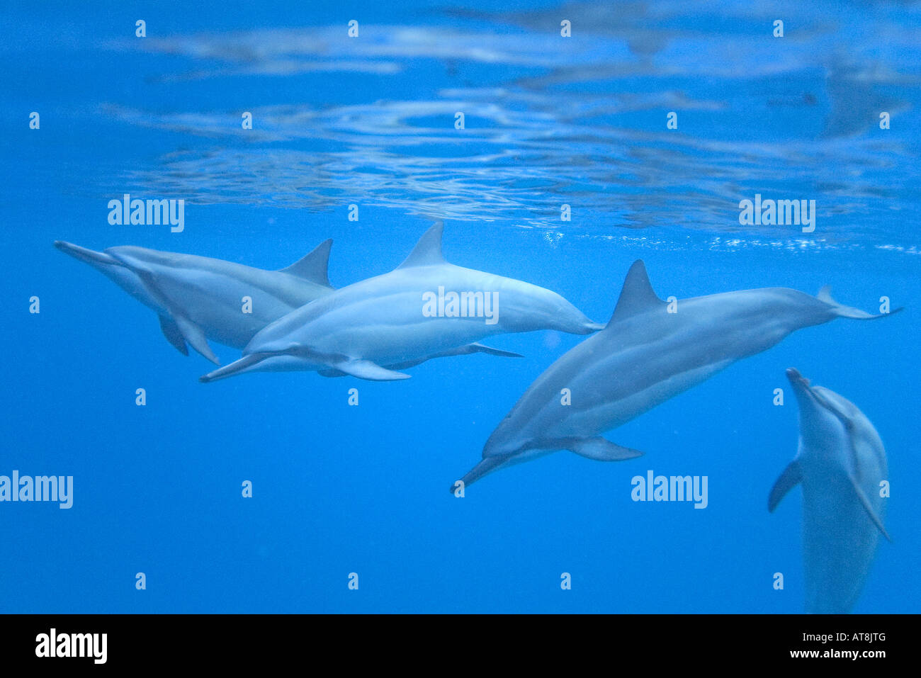 Hawaiian Spinner Dolphins; Stenella Longirostris Stock Photo