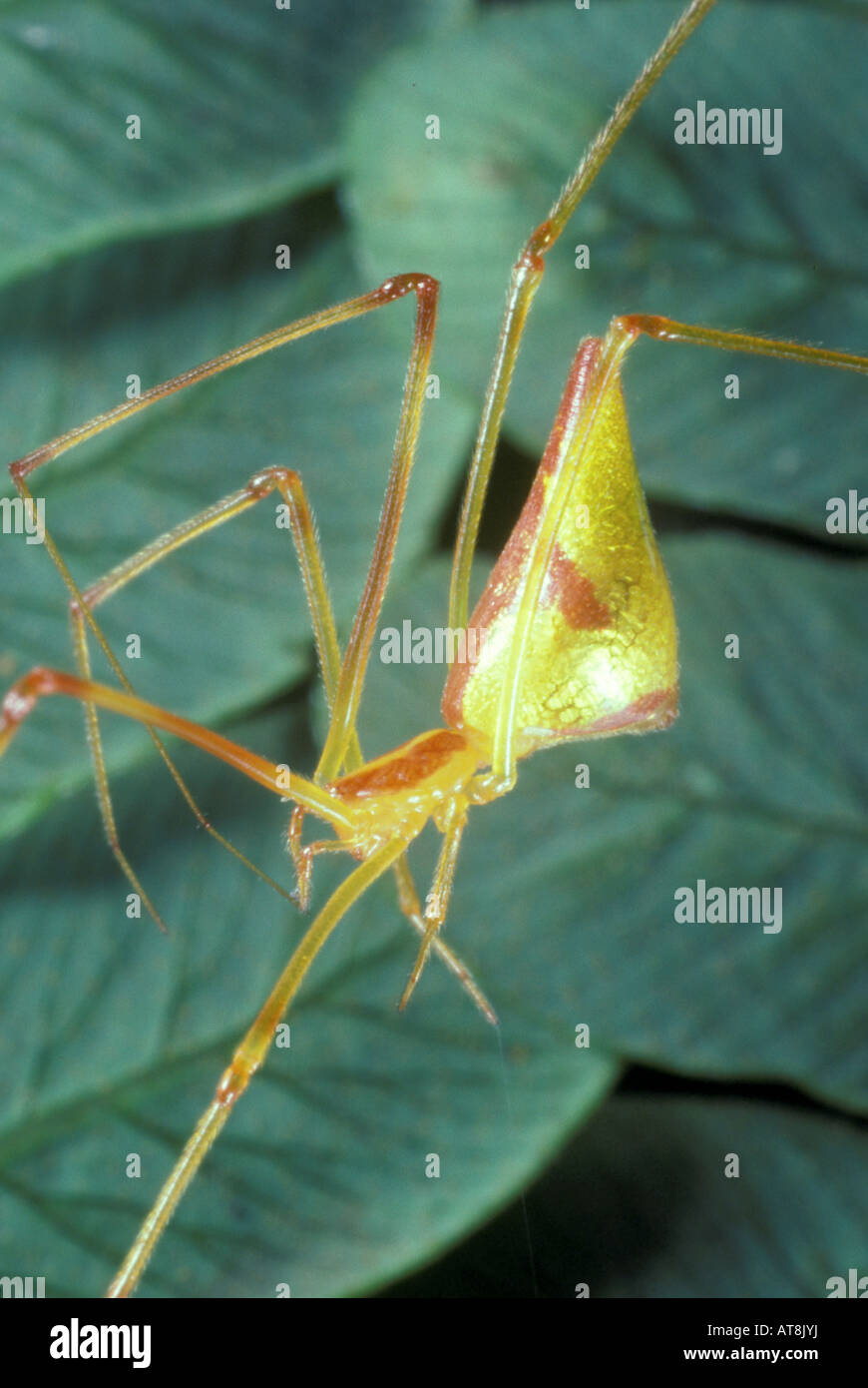 native endemic spider, Ariamnes sp., Kawela, Molokai Stock Photo - Alamy