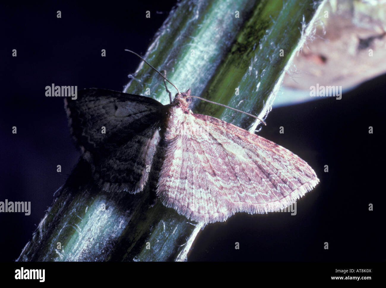 native moth of Killer Caterpillar Eupithecia sp Stock Photo - Alamy